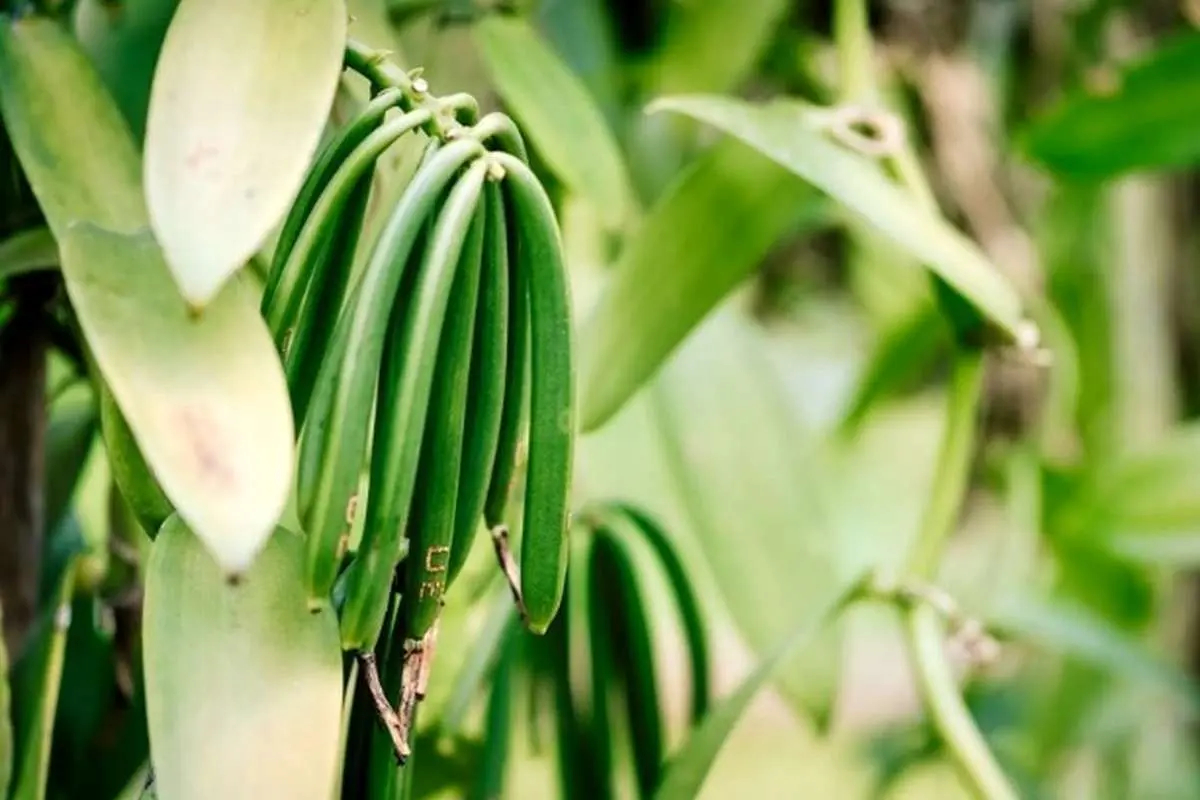 (ویدئو) آیا میدونستید وانیل چطوری بدست میاد؟