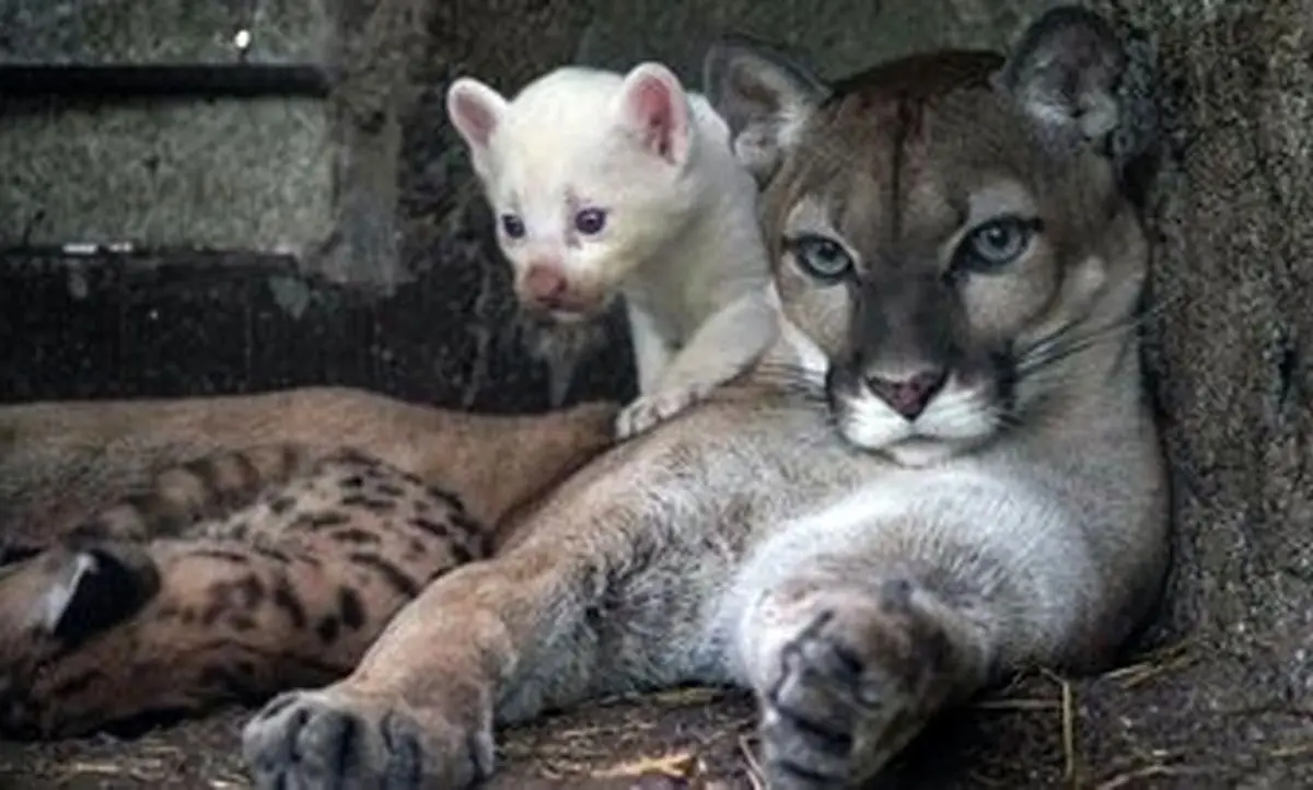 (عکس) پدیده‌ای نادر؛ تولد توله شیر کوهی زال در یک باغ وحش