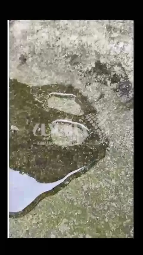 (ویدیو) ویدیویی باورنکردنی از راه رفتن مورچه روی آب!