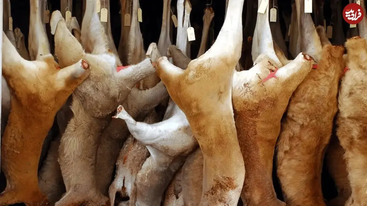 (ویدئو) روند برداشت، فرآوری و بسته بندی گوشت کانگورو در یک کارخانه استرالیایی