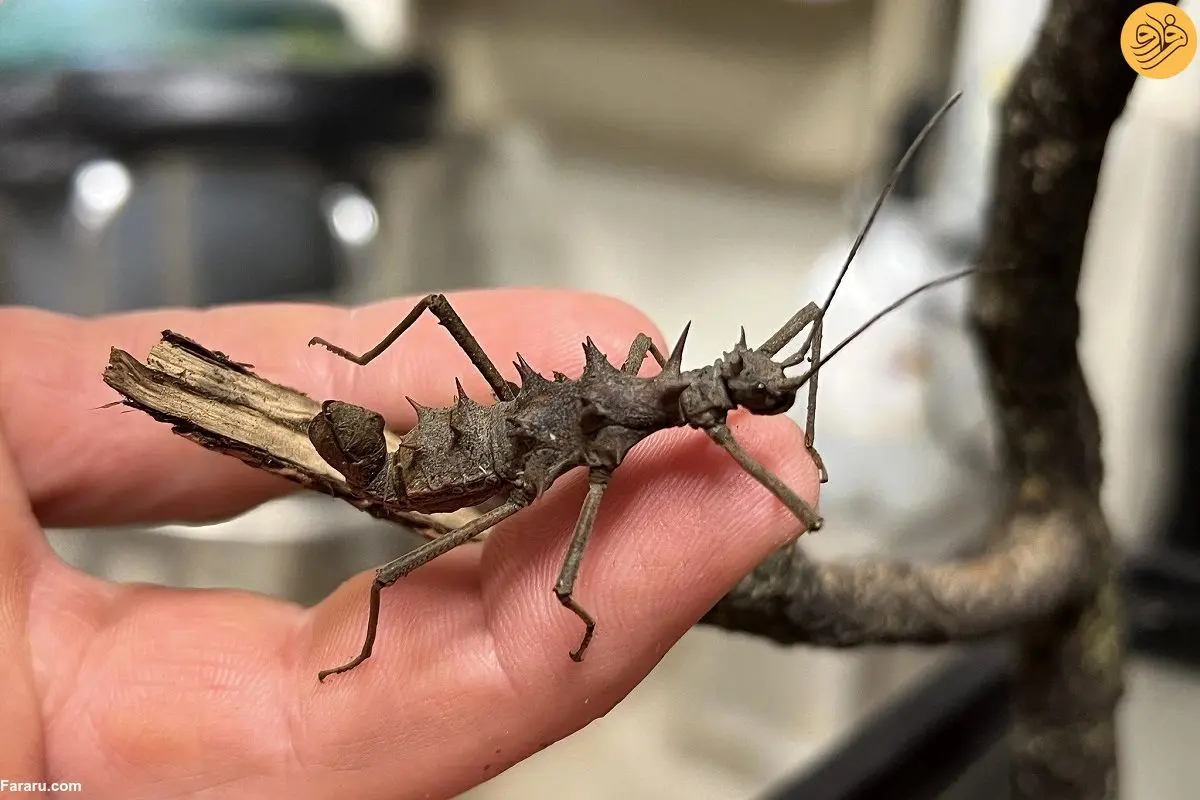 کشف بعد تازه دگردیسی؛ آیا دگردیسی معکوس امکان‌پذیر است؟