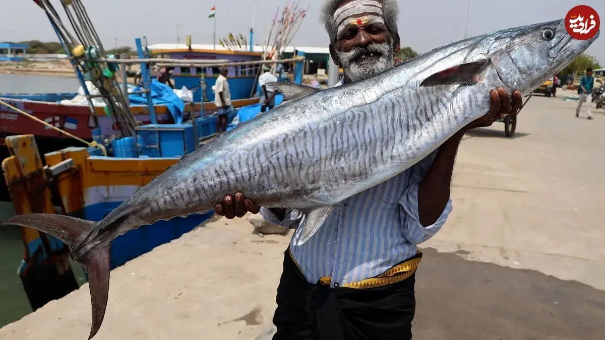 (ویدئو) پخت تماشایی شاه ماهی غول پیکر توسط این پیرمرد هندی