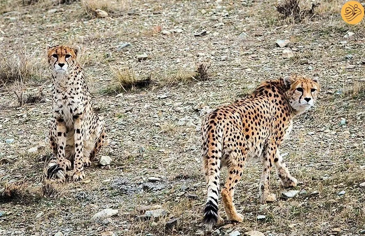 (ویدئو) ثبت تصویر دو یوزپلنگ ایرانی در جاجرم