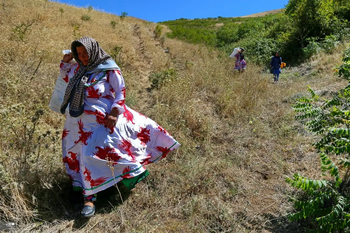 (تصاویر) برداشت مرغوب‌ترین سماق ایران در آذربایجان شرقی