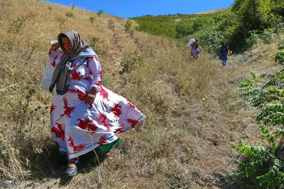 (تصاویر) برداشت مرغوب‌ترین سماق ایران در آذربایجان شرقی