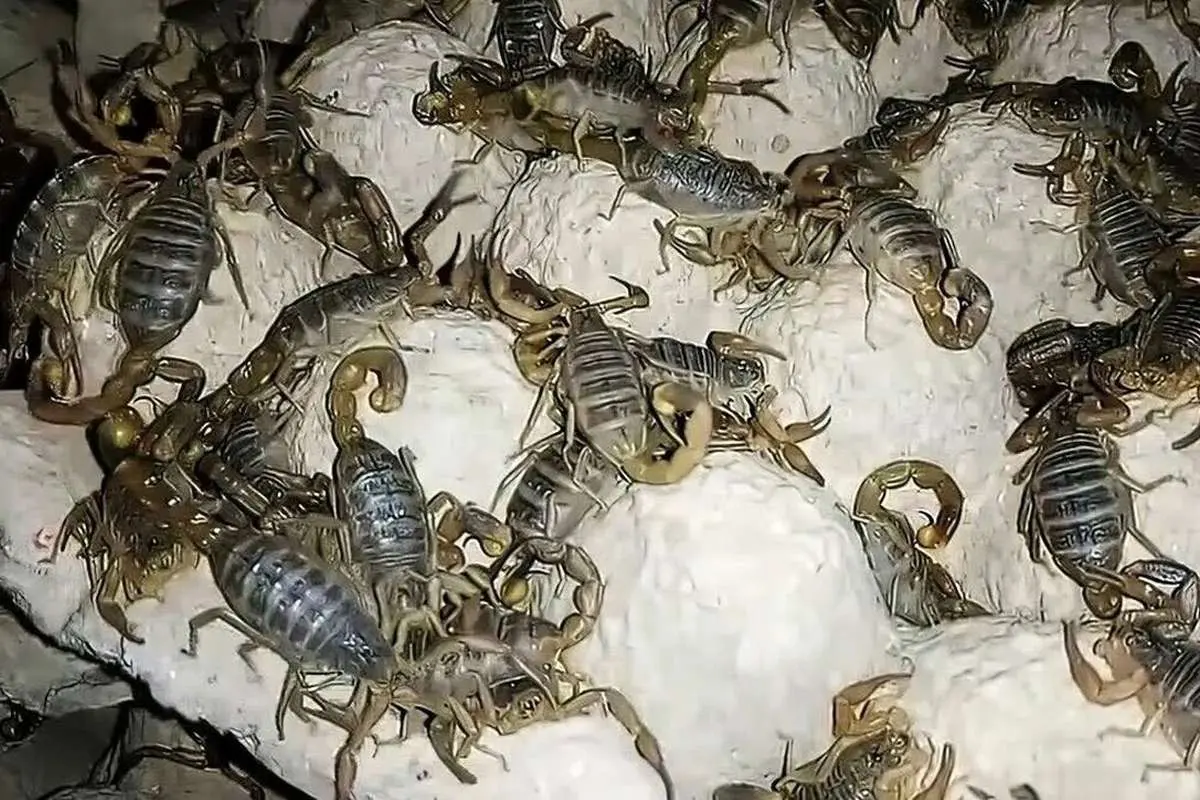 (ویدئو) عملیات پرورش عقرب و برداشت زهر عقرب در یک مزرعه