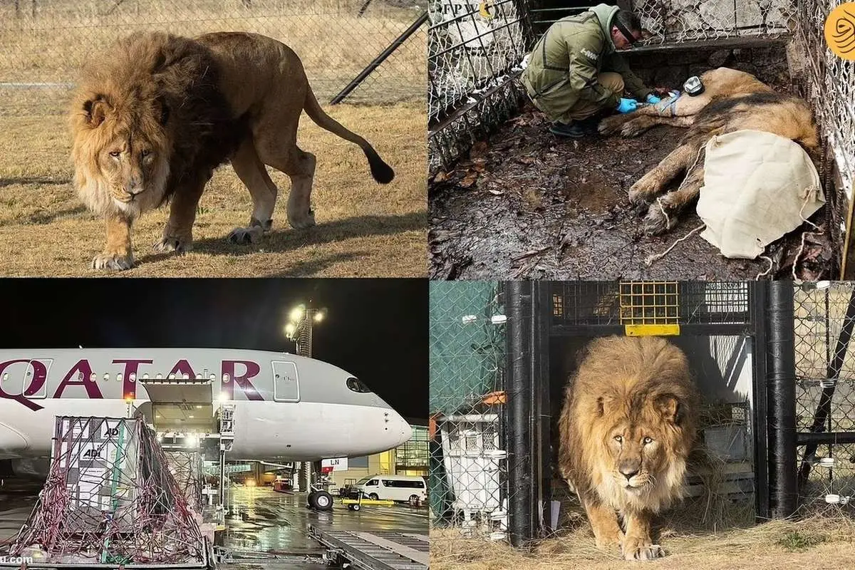 (ویدئو) از جهنمِ قره باغ به بهشتِ آفریقا؛ تنهاترین شیر جهان نجات یافت