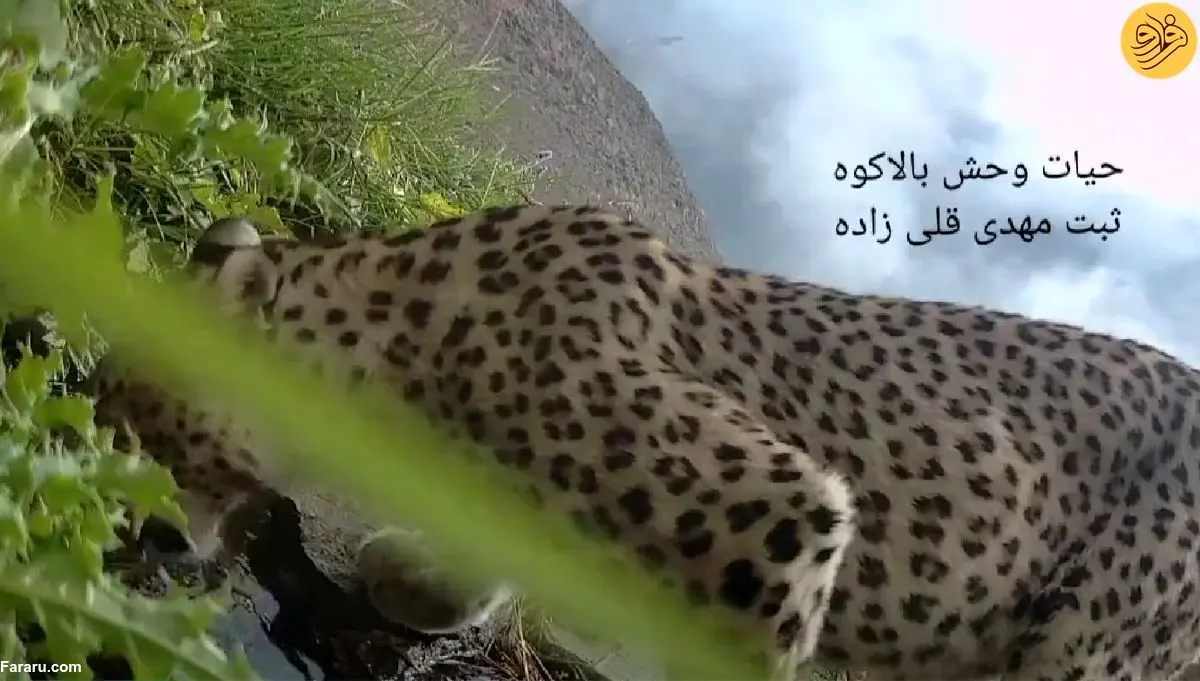 (ویدئو) آب نوشیدن پلنگ در ارتفاعات مازندران