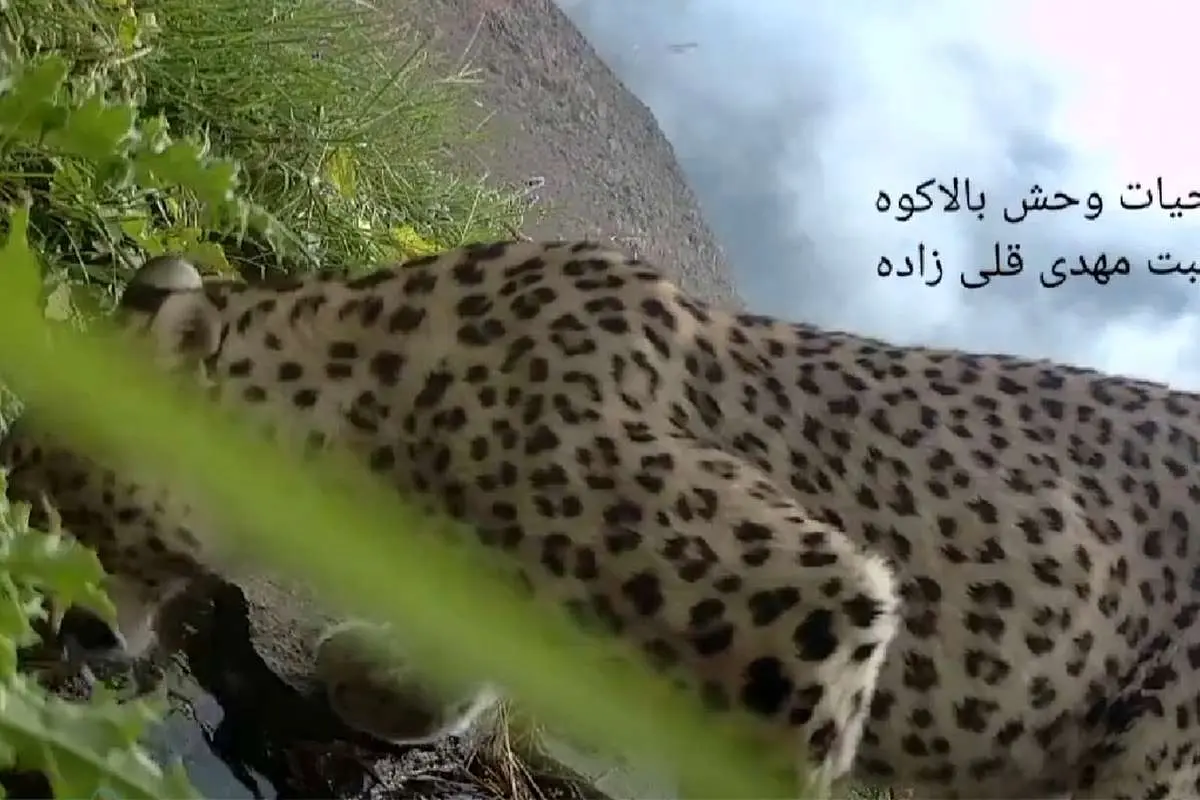 (ویدئو) آب نوشیدن پلنگ در ارتفاعات مازندران