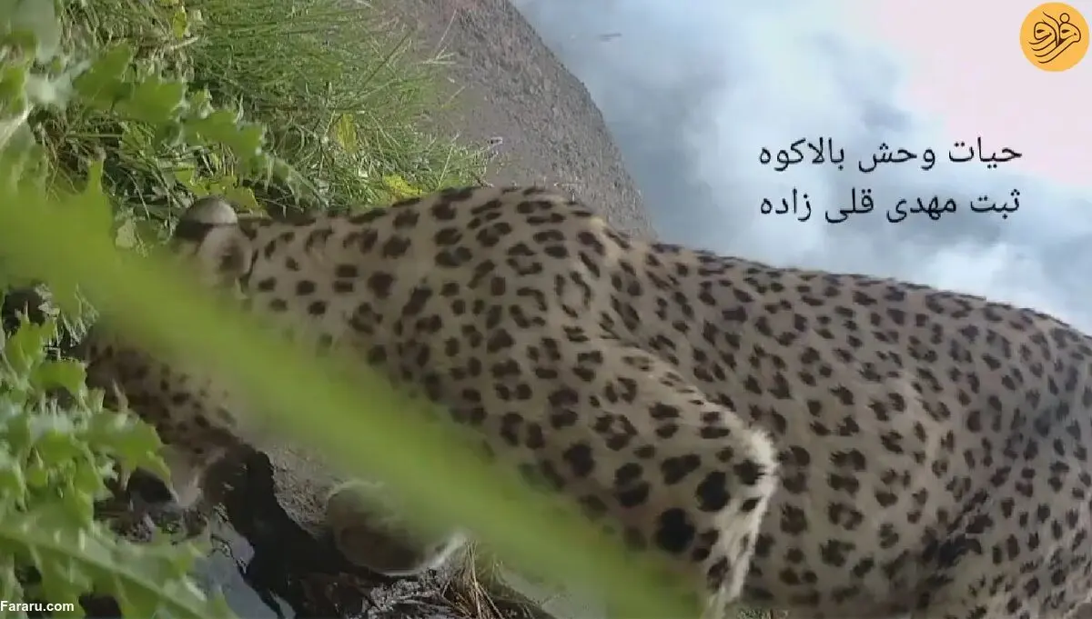 (ویدئو) آب نوشیدن پلنگ در ارتفاعات مازندران