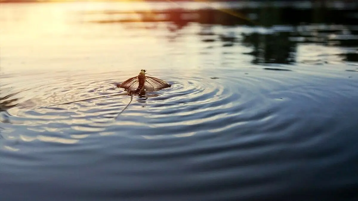 (تصویر) طول عمر این جانور، تنها یک ساعت است