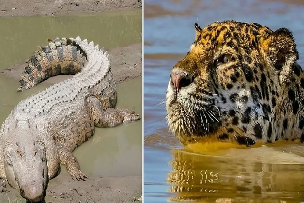 (ویدئو) پرش از بالای درخت یک پلنگ به داخل آب برای شکار تمساح
