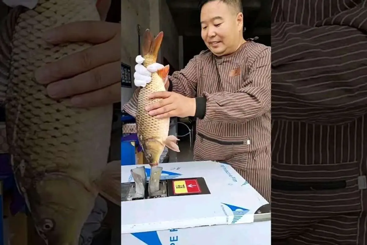 (ویدئو) دستگاه تمام اتوماتیک تمیز کننده ماهی؛ ساخت چین!