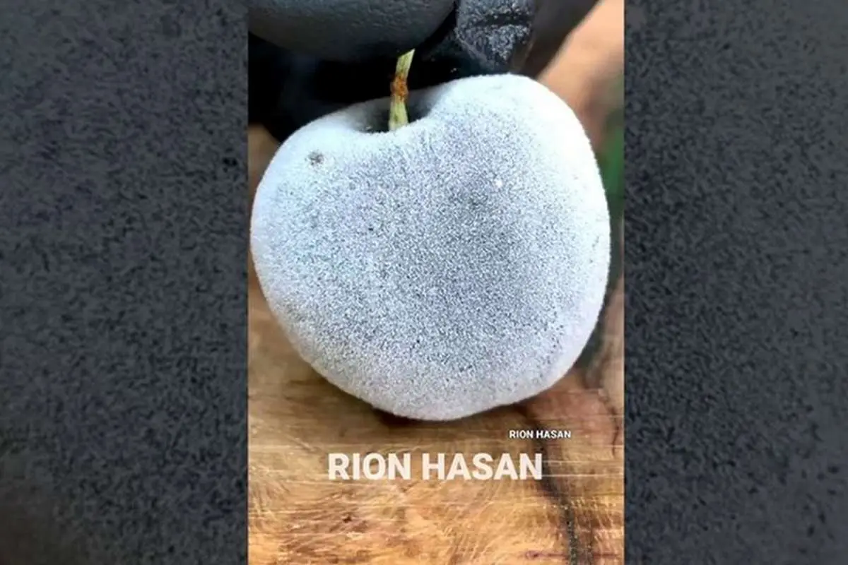 (ویدئو) این میوهها که گویی از دنیای دیگری آمدهاند!