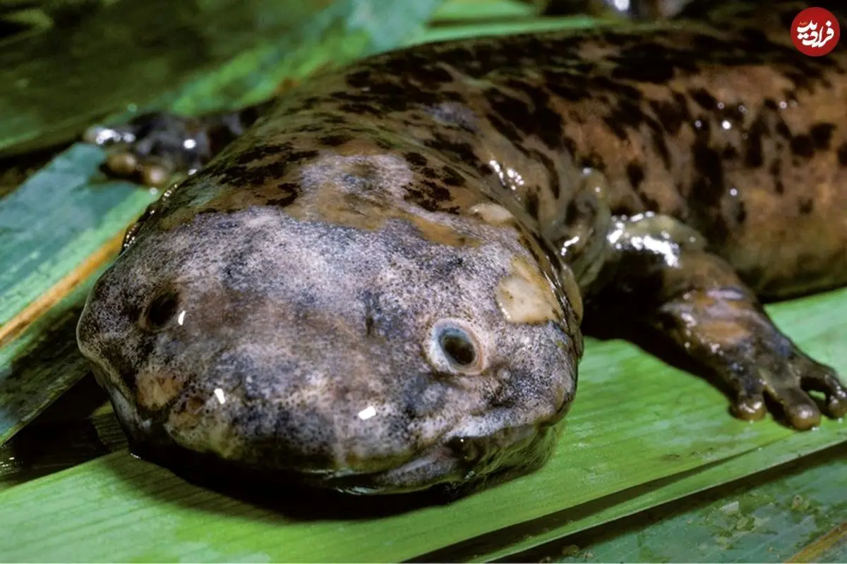 (ویدئو) بزرگترین سمندر جهان؛ اگر این هیولا را اذیت کنید مثل بچه گریه می کند!