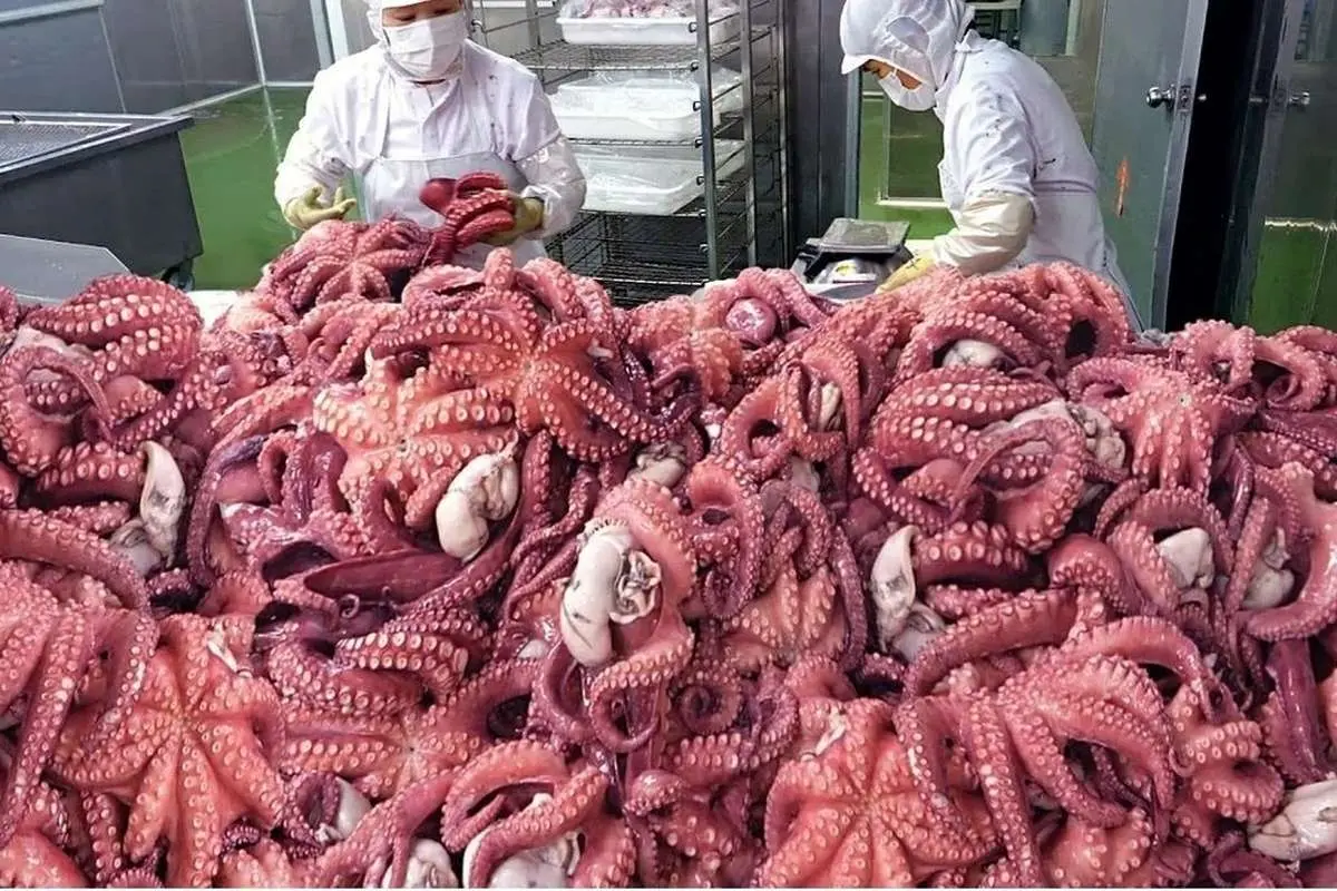 (ویدئو) طبخ و بسته بندی شگفت انگیز ۲ تن اختاپوس