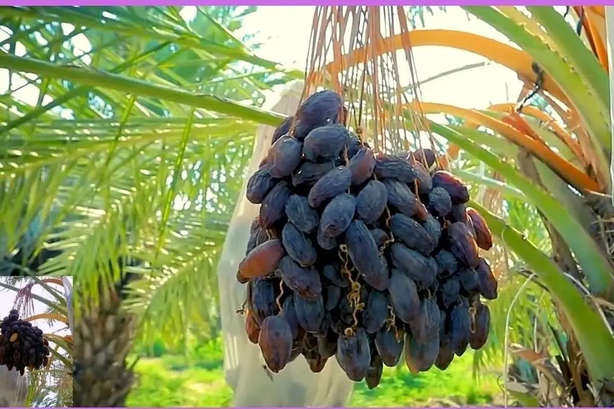 (ویدئو) عملیات برداشت مکانیزه و سنتی خرما در نخلستان