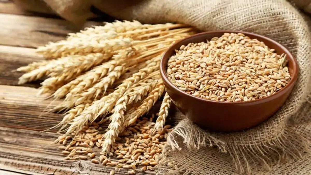 نرخ خرید تضمینی گندم تعیین شد