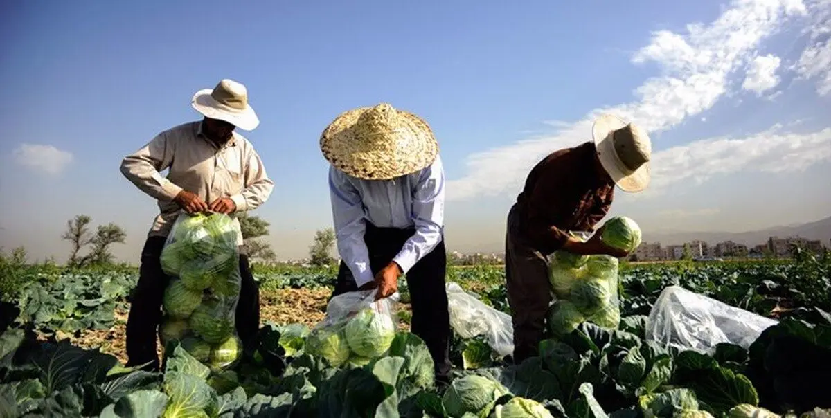 (ویدئو) کار تیمی جالب در مزارع کلم!