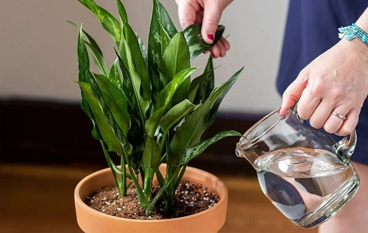 دو ترفند حیاتی برای داشتن گیاهانی با برگ پهن و زیبا