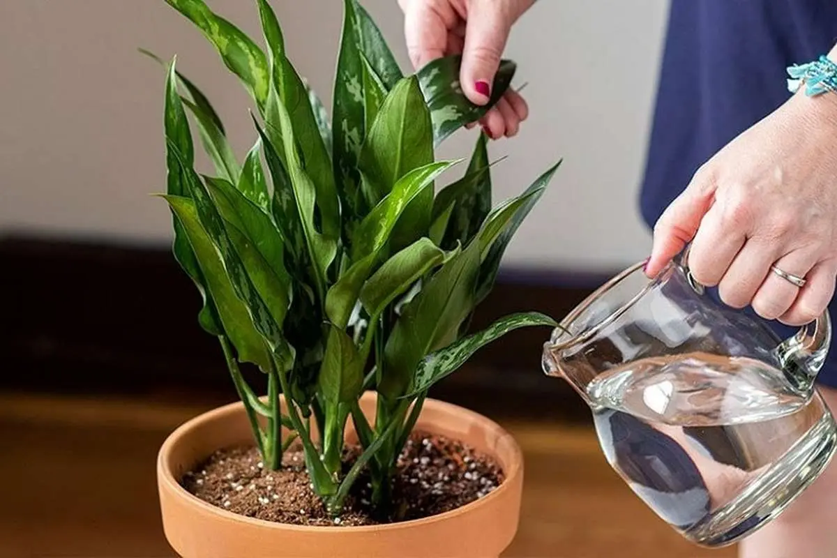 دو ترفند حیاتی برای داشتن گیاهانی با برگ پهن و زیبا