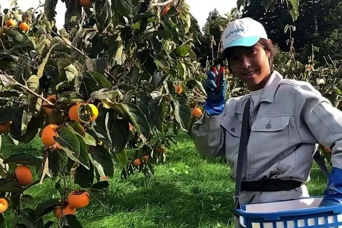 (ویدئو) گران‌ترین خرمالو‌های جهان؛ هر کیلو یک میلیون و ۴۲۰ هزار تومان!