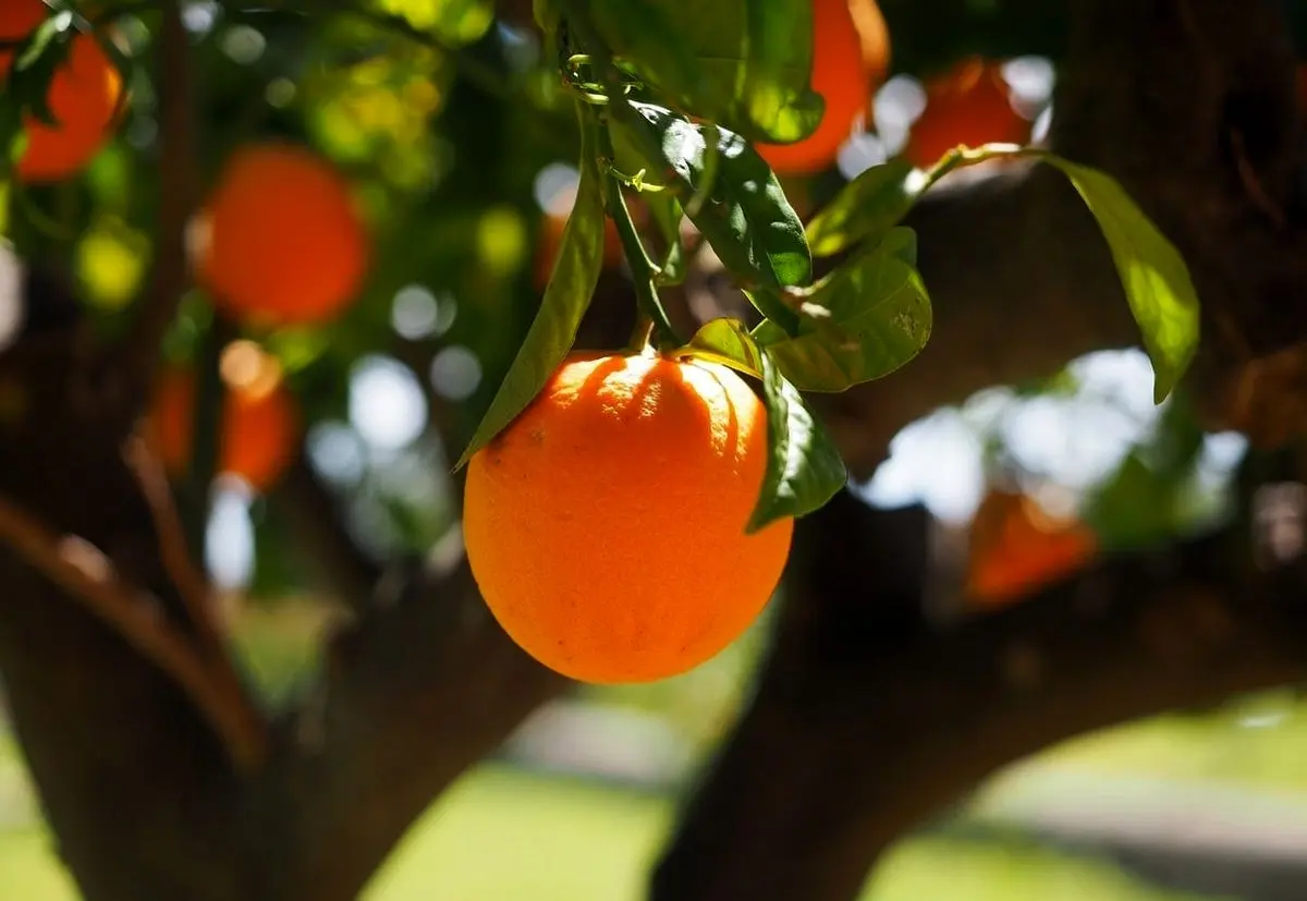 ۱۲ خاصیت معجزه‌آسای جوشانده برگ پرتقال