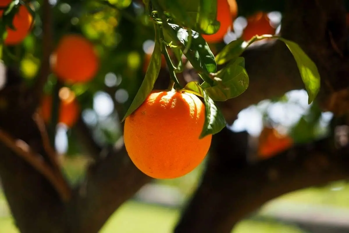 ۱۲ خاصیت معجزهآسای جوشانده برگ پرتقال