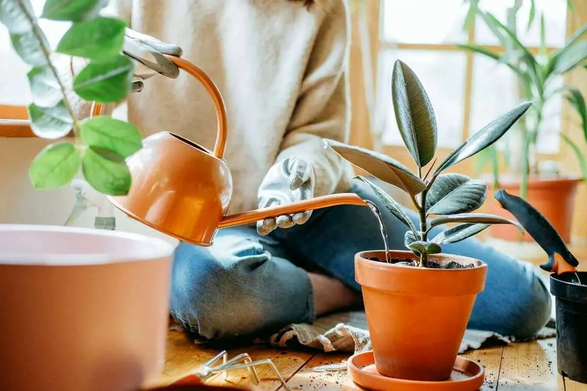 اصول و روش صحیح آبیاری گیاهان