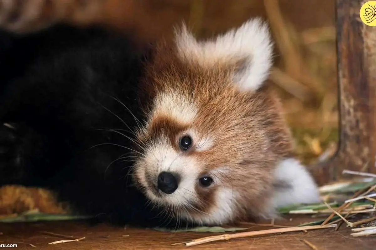 (ویدئو) تولد یک پاندای قرمز کمیاب در یونان