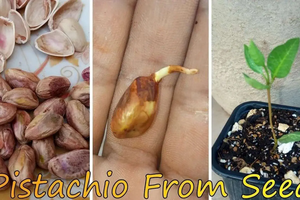 (ویدئو) یک روش ساده و سریع برای کاشت پسته در آپارتمان