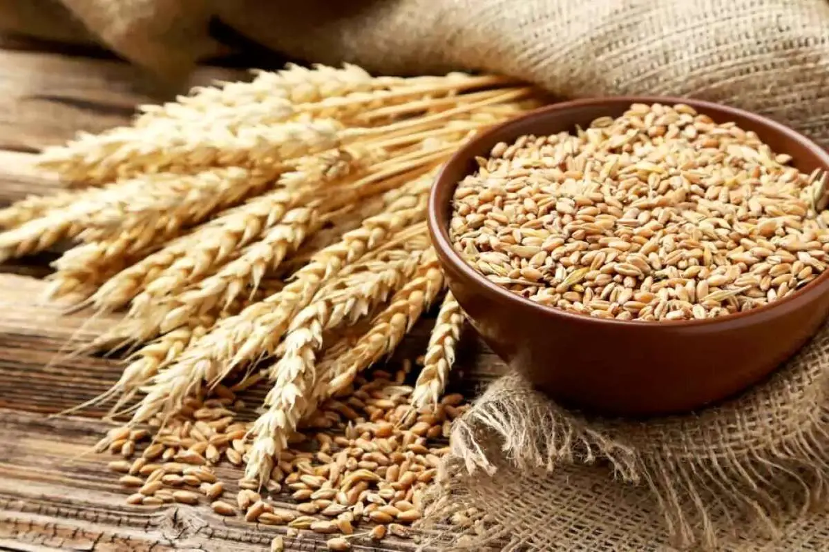 تعیین قیمت خرید گندم در شورای قیمتگذاری
