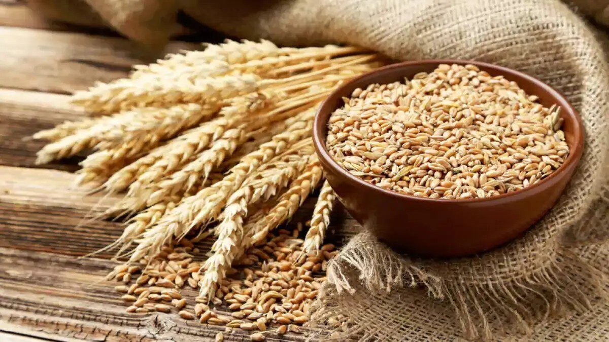 تعیین قیمت خرید گندم در شورای قیمت‌گذاری