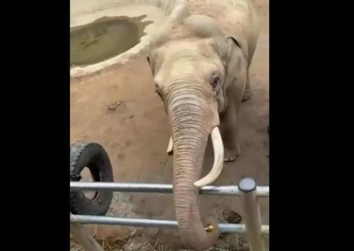 (ویدئو) بازی فیل و کودک!