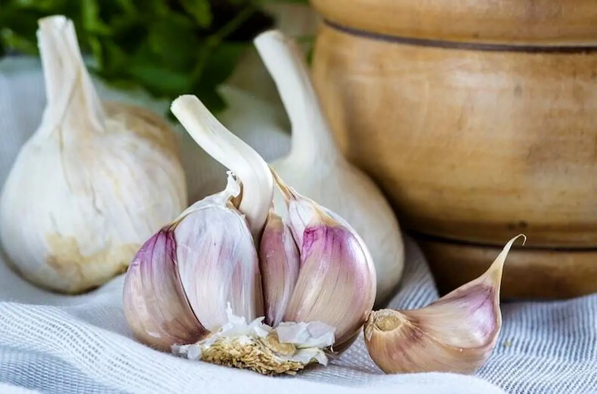 بوی سیر با چی میره؟؛ سریعترین راه رفع بوی سیر دهان / با این روش بوی بد سیر را از بین ببرید