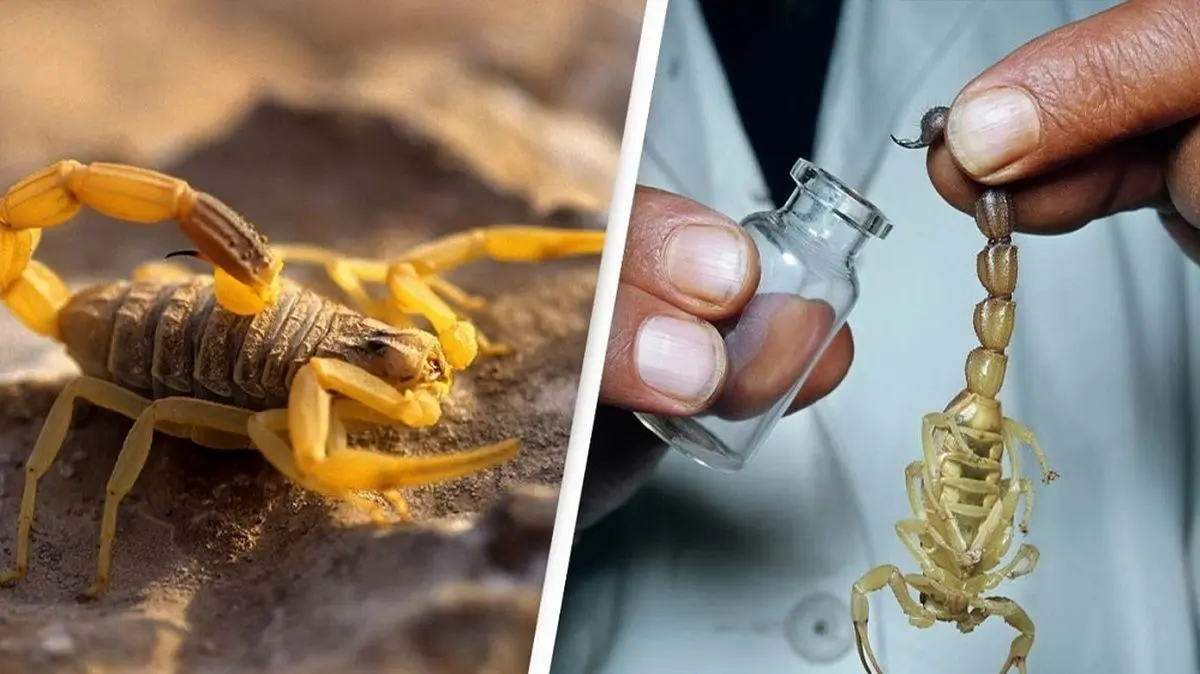 (ویدئو) روش جالب گرفتن زهر عقرب؛ گران‌ترین مایع جهان