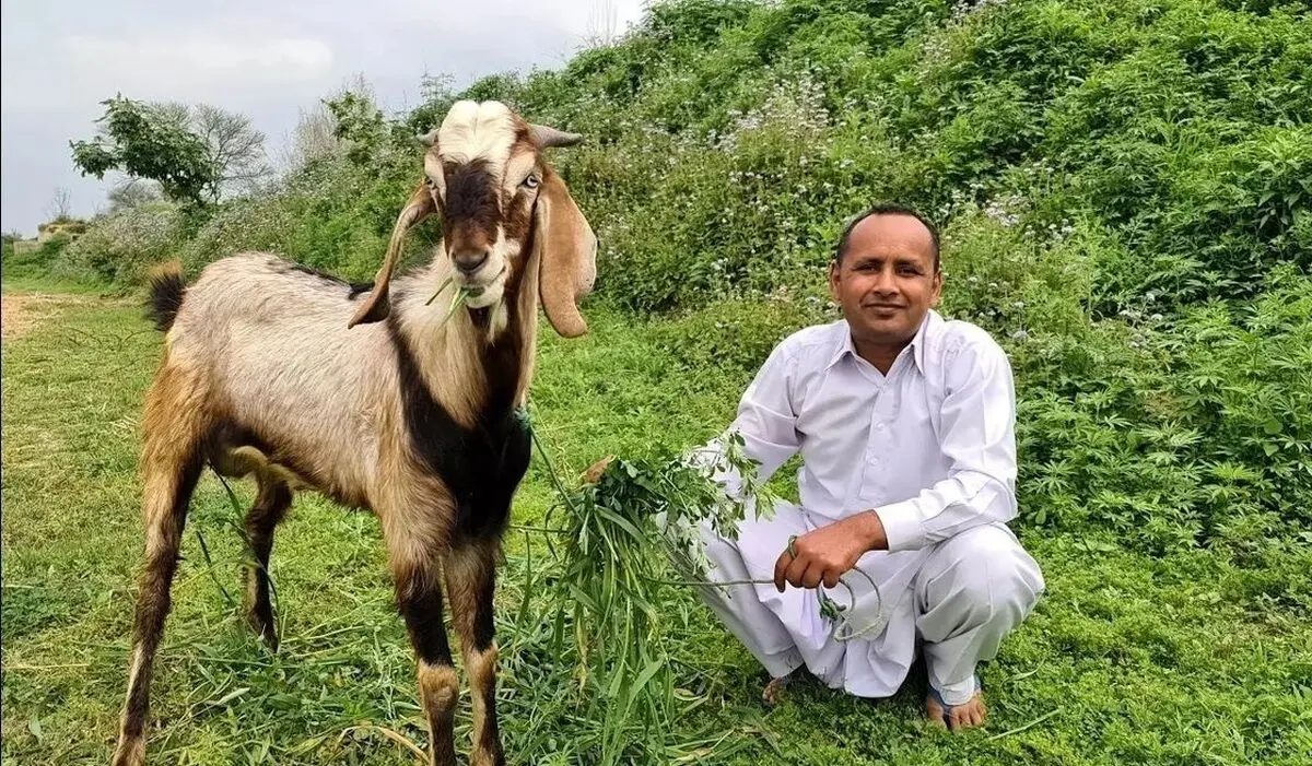 (ویدئو) پخت متفاوت آبگوشت پلو با بز ۱۸ کیلوگرمی توسط آشپز مشهور روستایی پاکستانی