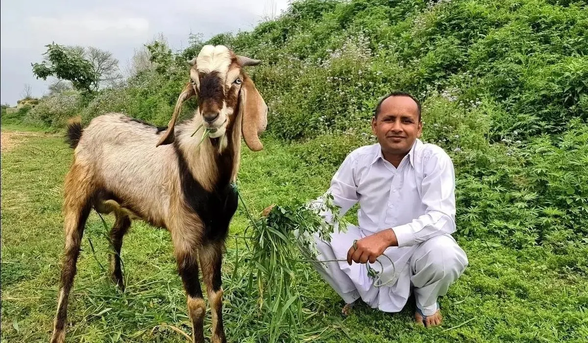 (ویدئو) پخت متفاوت آبگوشت پلو با بز ۱۸ کیلوگرمی توسط آشپز مشهور روستایی پاکستانی