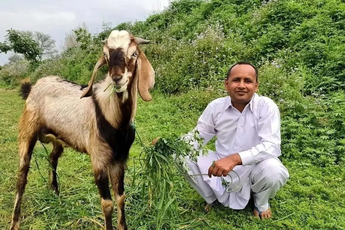 (ویدئو) پخت متفاوت آبگوشت پلو با بز ۱۸ کیلوگرمی توسط آشپز مشهور روستایی پاکستانی