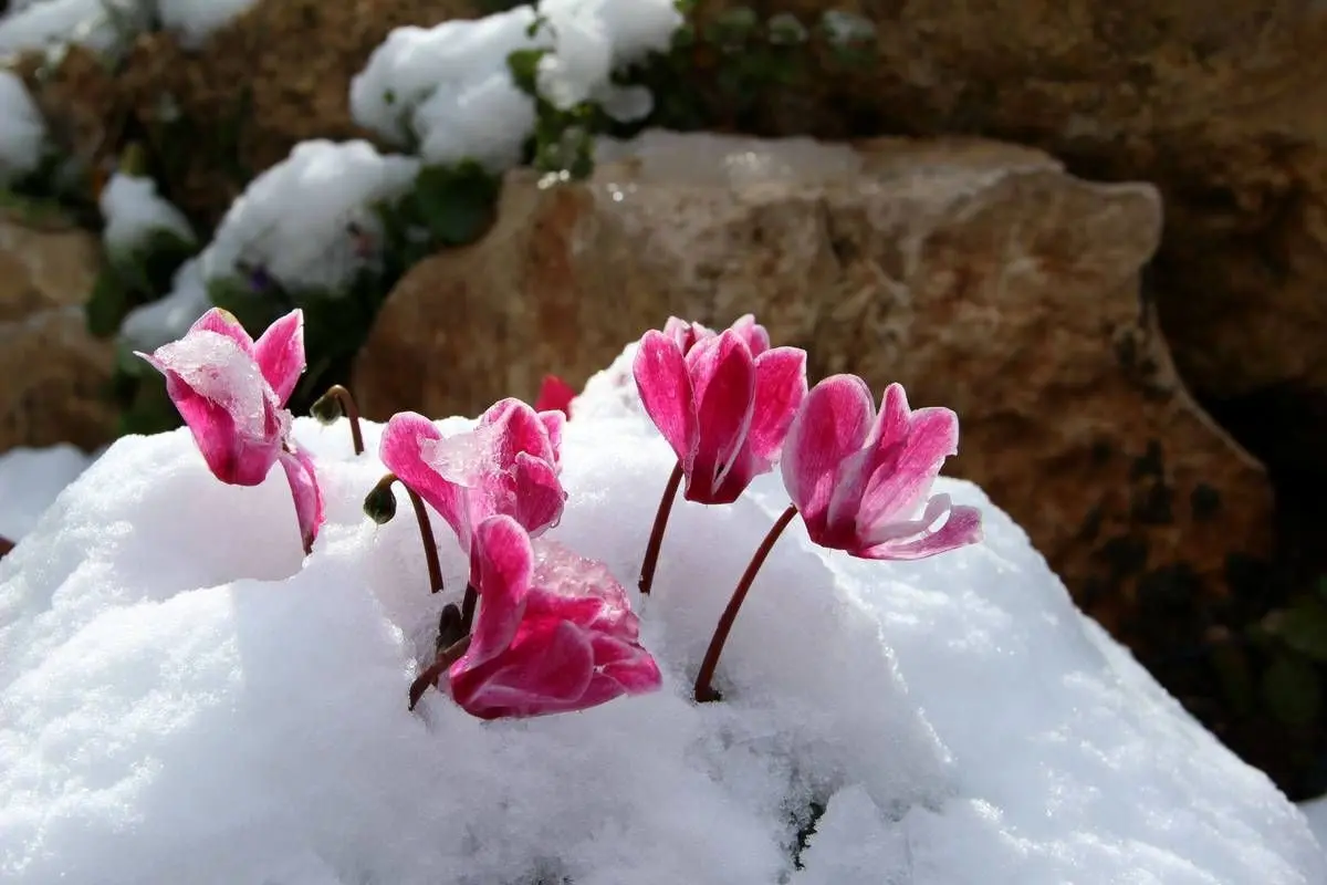 (تصاویر) زیباترین گیاهان مقاوم به سرما و یخبندان
