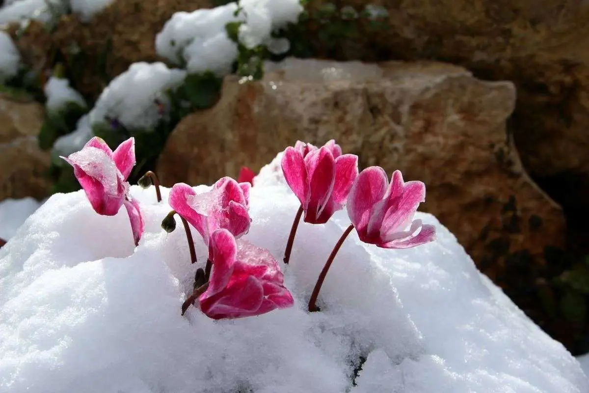 (تصاویر) زیباترین گیاهان مقاوم به سرما و یخبندان