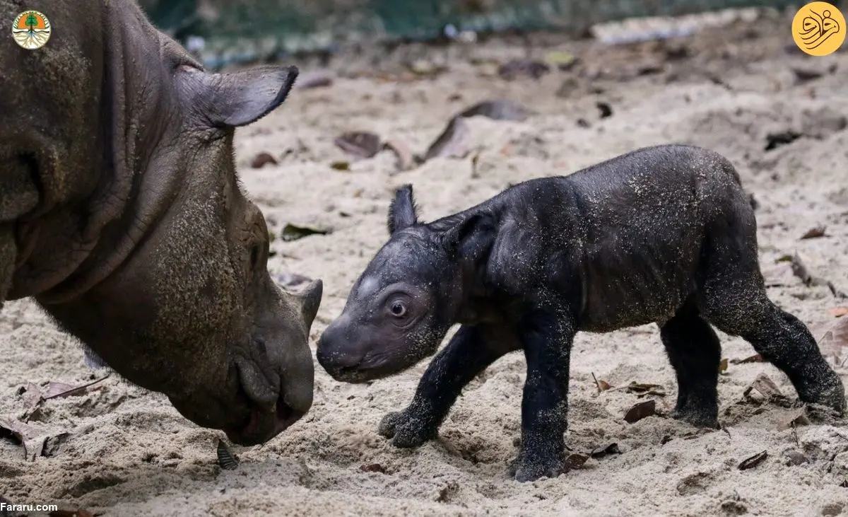 (ویدئو) تولد نادر یک کرگدن سوماترایی امیدها را زنده کرد