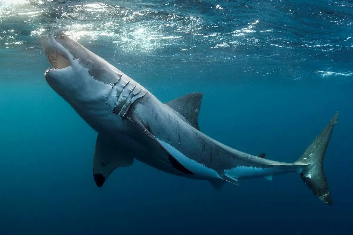 (عکس) موجودات وحشتناکی که کوسه‌ها را خوردند!