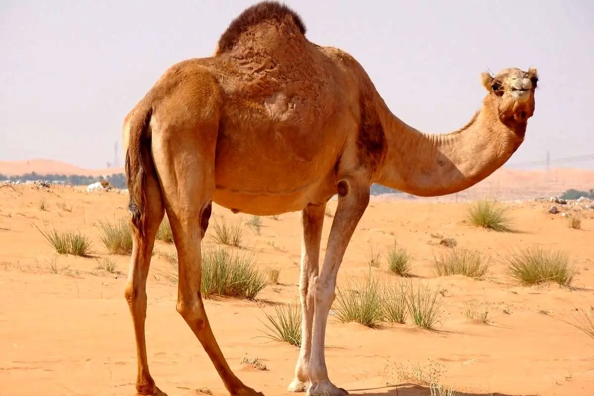 (ویدیو) صحنه عجیب از زیپ لاین سواری شتر در امارات