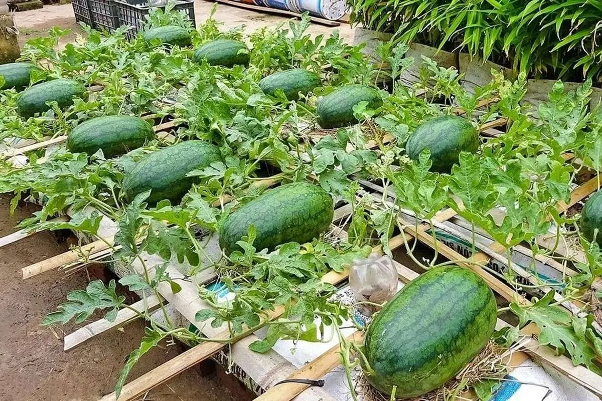 (ویدئو) با این روش ساده در پشت بام خانه هندوانه بکارید