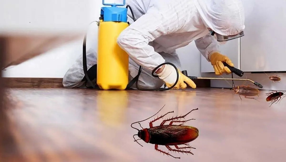 چند روش ساده برای خلاصی از شر سوسک‌ها