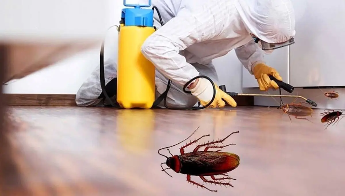 چند روش ساده برای خلاصی از شر سوسک‌ها