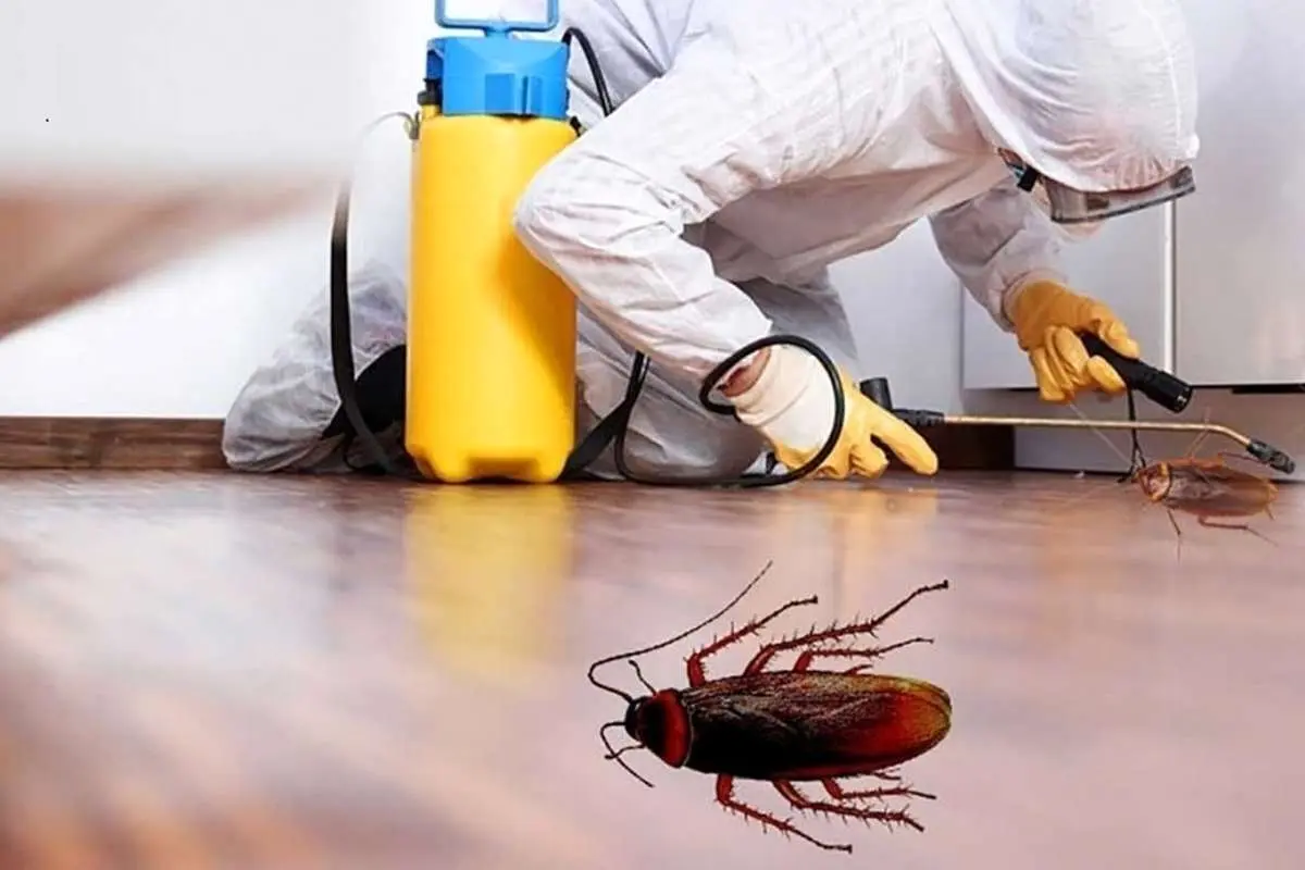 چند روش ساده برای خلاصی از شر سوسکها