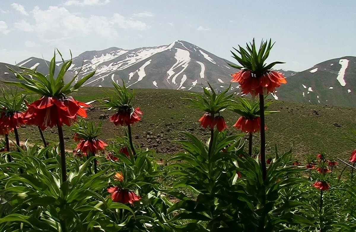 (ویدئو) طبیعت چشم‌نواز کوهرنگ در چهارمحال و بختیاری