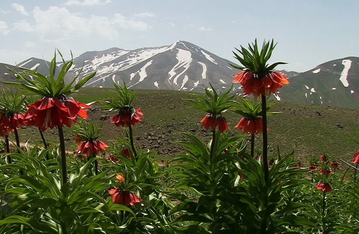 (ویدئو) طبیعت چشم‌نواز کوهرنگ در چهارمحال و بختیاری